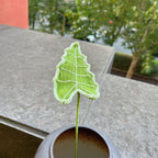 Crochet Greenery Stems-10-Pack