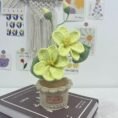 Decorative Plants_7